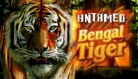 Untamed Bengal Tiger (Неодобренный бенгальский тигр)